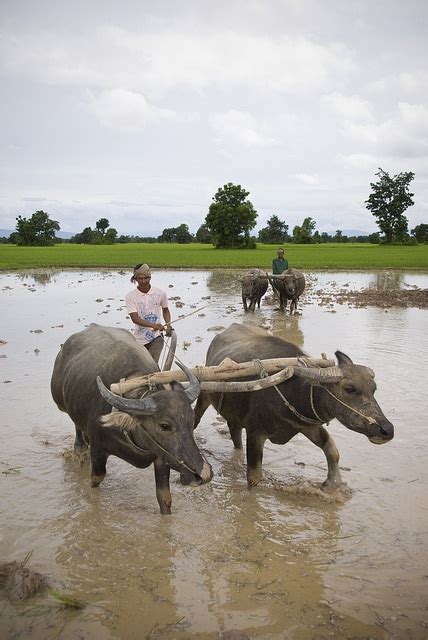 Water buffalo in action | Buffalo animal, Water buffalo, Heifer