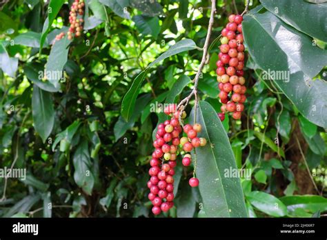 Antidesma bunius or bignay tree with ripe fruit Stock Photo - Alamy