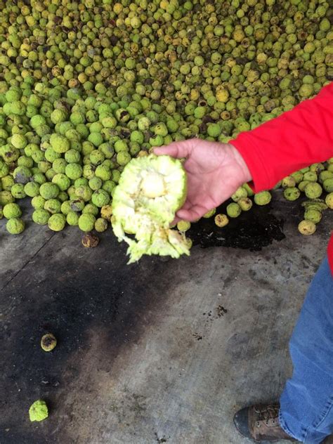 Hedge Balls: Iowa's Newest Cash Crop | Cash crop, Hedge apples uses ...