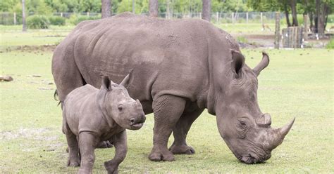 Gulf Breeze Zoo's baby white rhino Katana is first in 34-year history