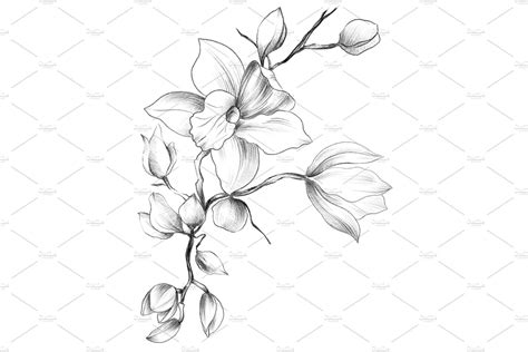 Outline Of An Orchid