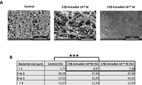 Effect of 17β-estradiol on the morphology of Lactobacillus crispatus ...