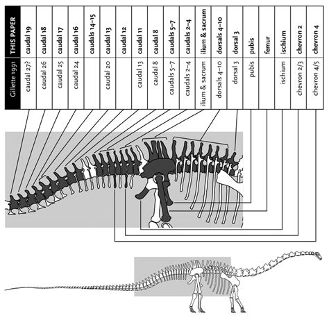 Restored skeleton of Seismosaurus showing the original positions of the ...