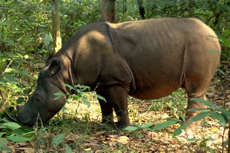 Sumatran Rhino – Indonesia (IN) | Royle Safaris