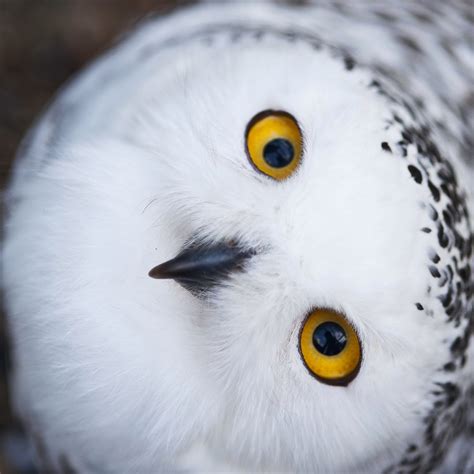 Snowy Owls Make One of Largest Observed Migrations to United States ...