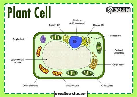 A Simple Plant Cell Diagram In 2023 – Worksheets Decoomo