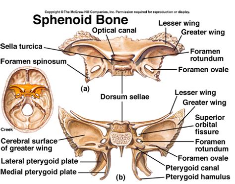 Sphenoid Bone Anatomy