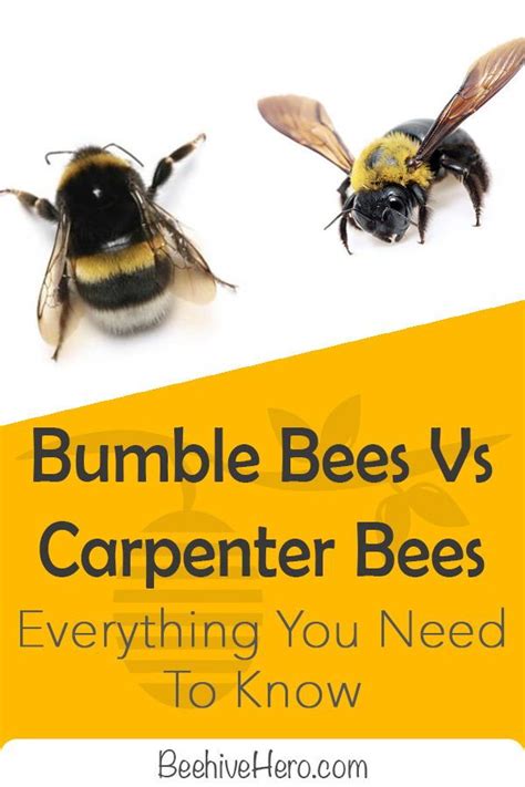 Bumblebees vs carpenter bees—they share a few similarities, but we’re ...