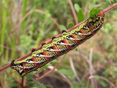 North American Caterpillar Identification - Owlcation