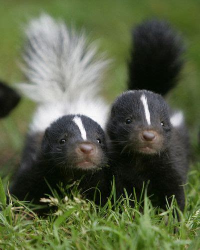 56 best Skunks, Skunk, polecat, polecats images on Pinterest | My heart ...