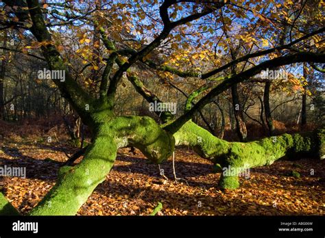 Autumn in the New Forest Stock Photo - Alamy