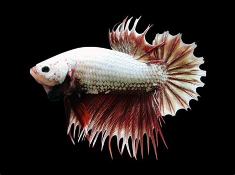 Dropsy in Betta Fish - Symptoms And Treatment