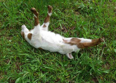 Why Fainting Goats Faint - Kids Discover