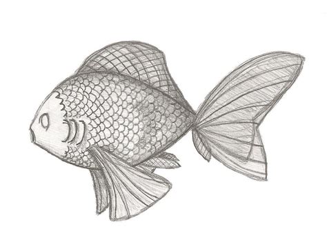 Fish sketch by CallumWhite on DeviantArt