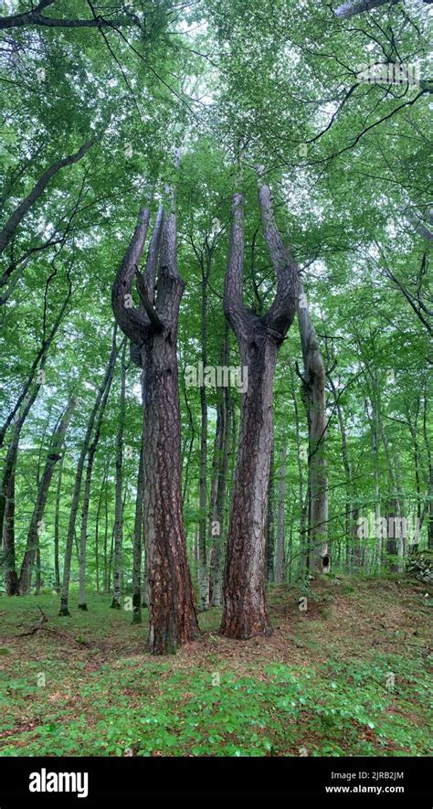 Crna poda forest reserve. Old Pinus nigra trees in the Tara river ...