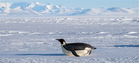 Penguin Sliding On Ice