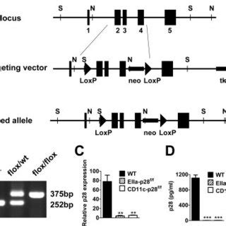 Generation and expression analysis of p28 conditional knockout mice ...