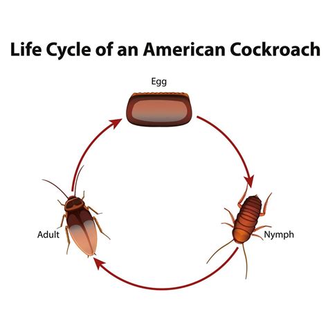 Cockroach's Life Cycle - Egg, Baby, and Adult Stages