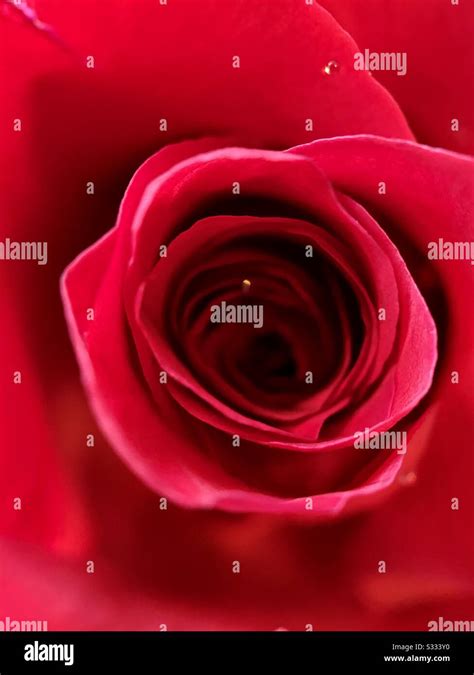 The interior of a red rose Stock Photo - Alamy