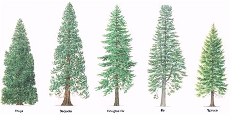 Types of trees – Medway Valley Line