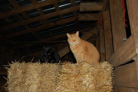 The Care and Feeding of Barn Cats - Timber Creek Farm