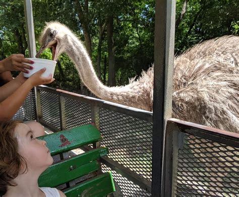 Go on a Safari in Alvin, Texas... at the Bayou Wildlife Zoo ...