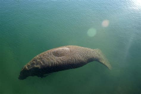 Manatee feeding plan ends, starvation still an issue