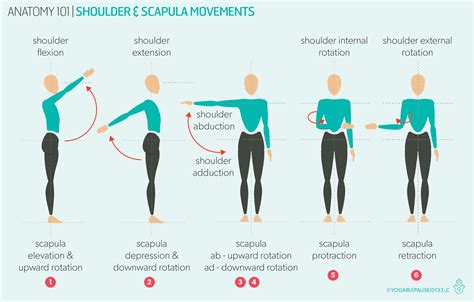 Anatomy 101 - the shoulders — YOGARU