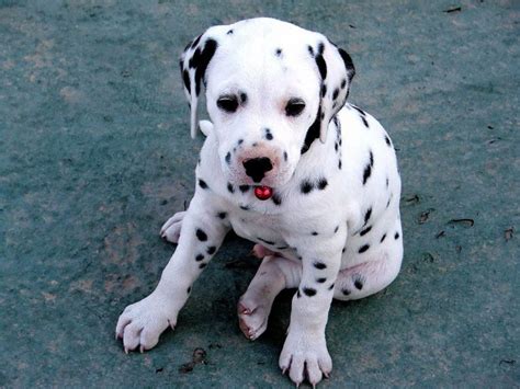 Dalmatian Puppies - Pet Adoption and Sales