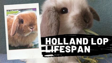 Holland lop lifespan || How Long Does A Holland Lop Rabbit Live ...