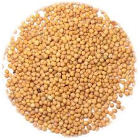 Mustard Seed Yellow 500 g (Pili Sarso) – Star Indo Japan