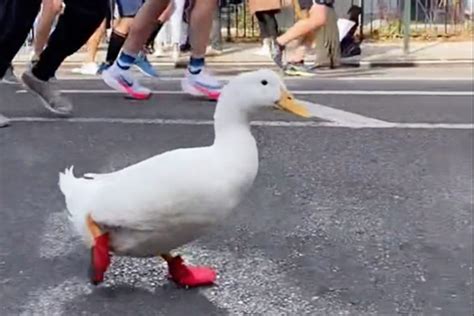 Wrinkle the Duck Runs in New York City Marathon in Viral TikTok Videos ...