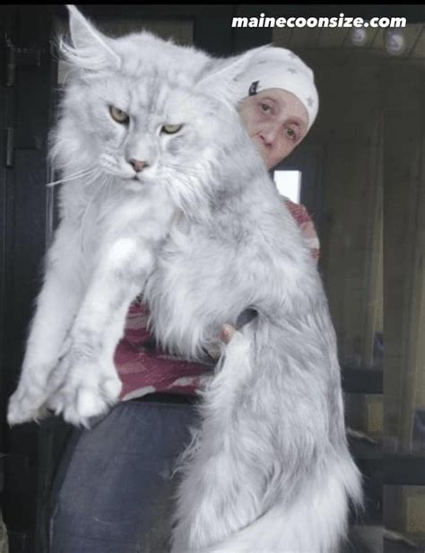 Anyone have any experience with giant Maine coon cats? I really want to ...