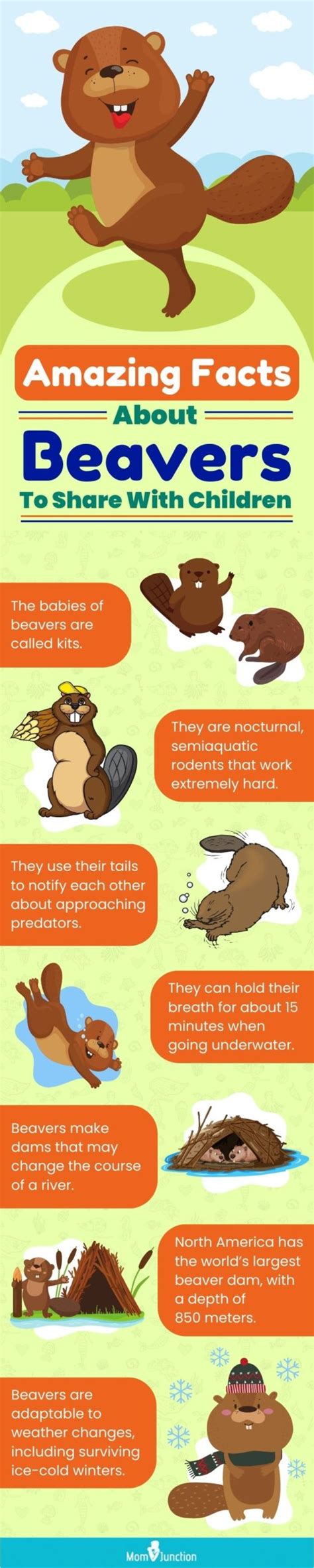 21 Unbelievable Beaver Facts And Information For Kids