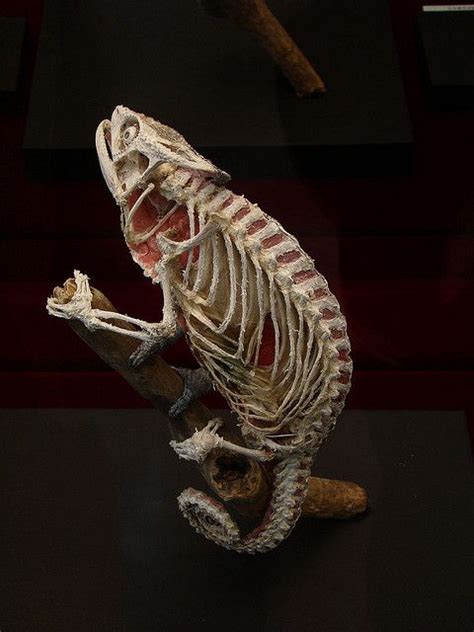 Chameleon skeleton | Animal bones, Skull and bones, Skeleton bones