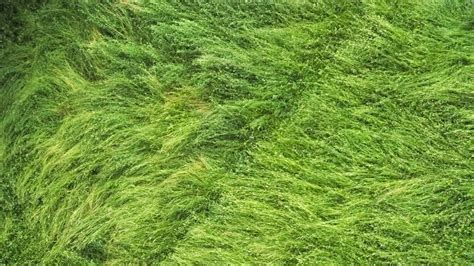 Wallpaper grass, field, aerial view, green hd, picture, image