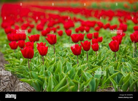 Field of tulips Stock Photo - Alamy