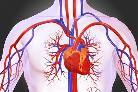 Circulatory System Labeled Heart