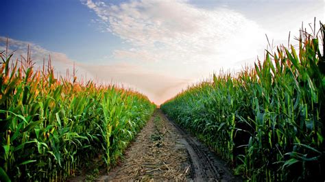 Making scientists live with farmers makes crop productivity boom - Ars ...