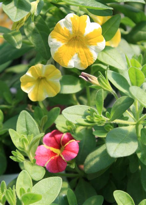 Million Bells varieties provide summer colors | Mississippi State ...