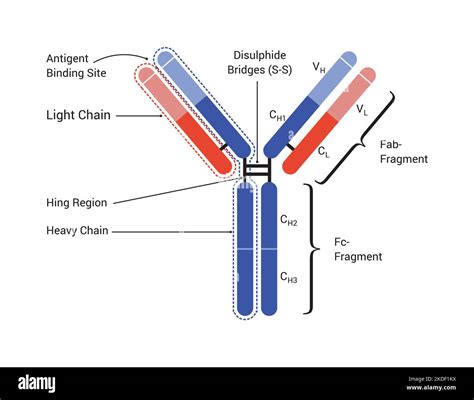 The basic structure of an antibody shows the light and heavy chains ...