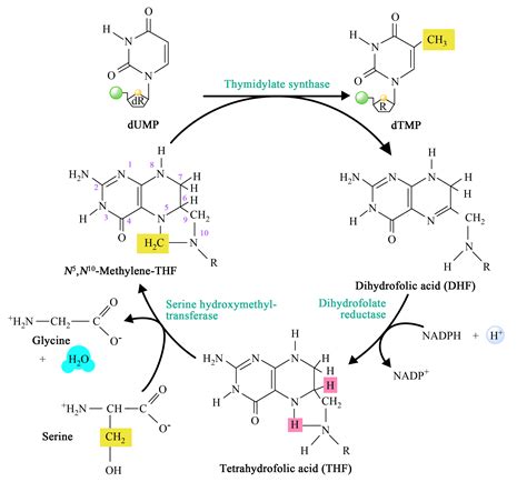 Thymidylate synthase