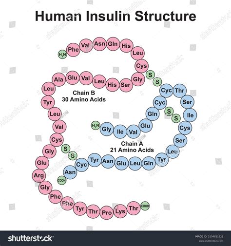 1,521 Insulin structure Images, Stock Photos & Vectors | Shutterstock