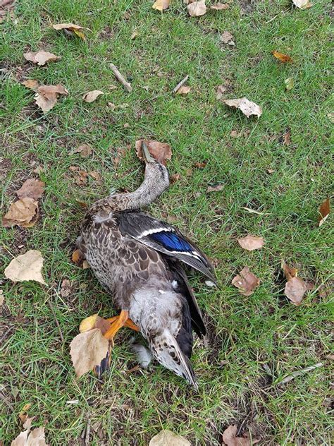 Dead ducks and fish causing stink | Cambridge News