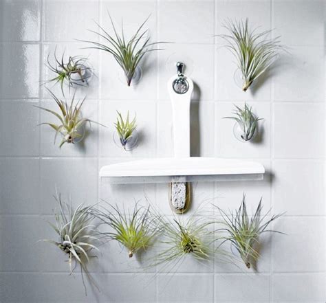 Décor Idea: 11 of the Best Plants for Your Bathroom