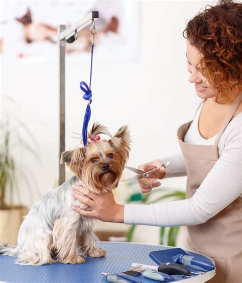 What Are The Pro's and Con's of Cage-Free Grooming? - Animal Behavior ...