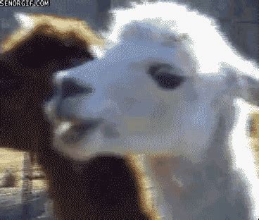 Llama GIF - Find & Share on GIPHY