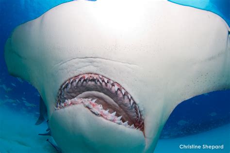 Diver Takes A Close Up Look Inside The Mouth Of A Hammerhead Shark ...