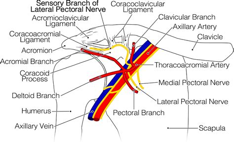 Structure of lateral pectoral nerve | Semantic Scholar