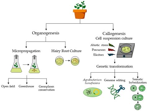 Plant Tissue Culture Diagram